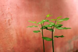 終活のために貯金はいくら必要か？